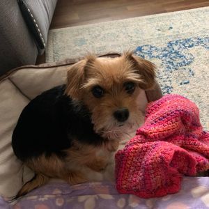 Meet your Posher, Dawn